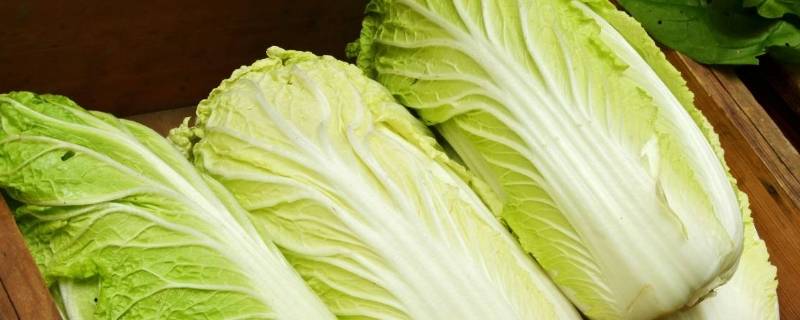 大白菜能忍受零下几度（大白菜能耐零下多少度）