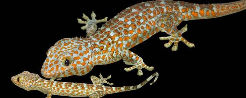 蜥蜴是壁虎吗 壁虎就是蜥蜴吗?