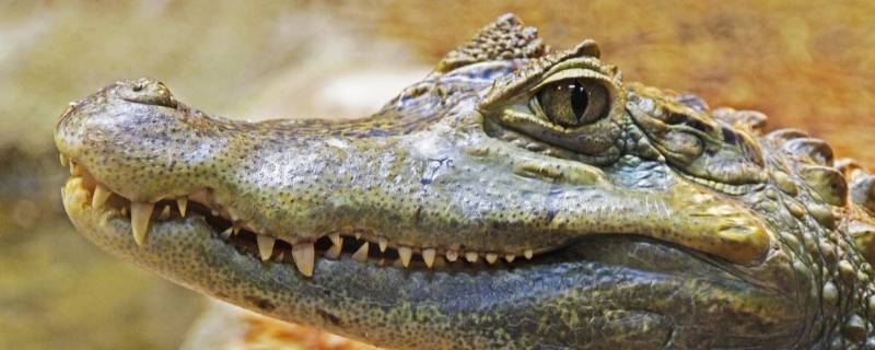 鳄鱼在水里能呆多久 鳄鱼可以长时间在水里吗