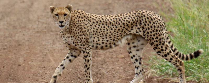 猎豹的尾巴有什么用 猎豹的尾巴是干什么用的