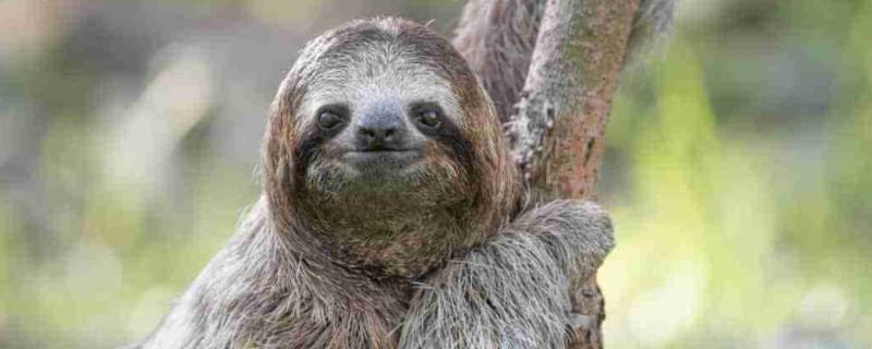 树懒为什么不能碰（树懒怎么会呢）