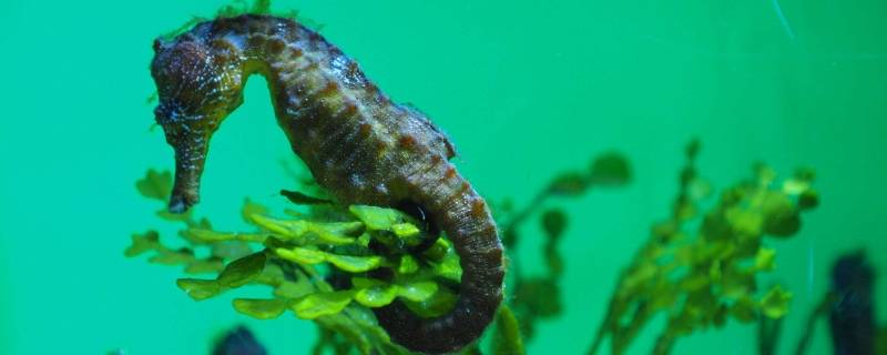 海马有几条腿 海马有几条腿正确答案