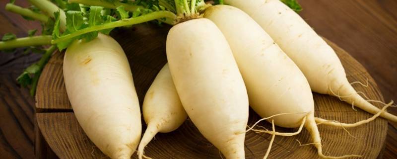 萝卜的储存方法（萝卜的储存方法有哪些）
