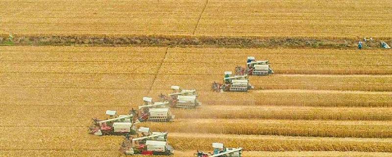 两藏是指什么藏粮于技（藏粮于技指的是）