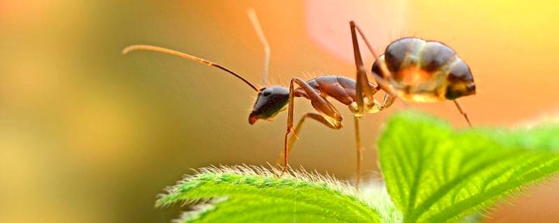 楼房有蚂蚁是什么原因（楼房怎么会有蚂蚁）