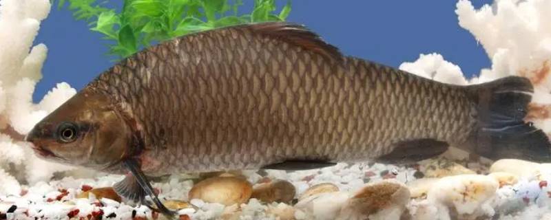 鱼怎么洗 鱼怎么洗才能去腥味