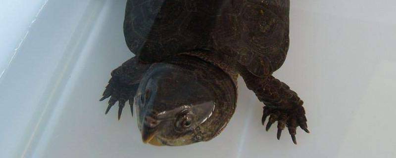 鹰嘴龟几级保护 鹰嘴龙尾龟是几级保护动物