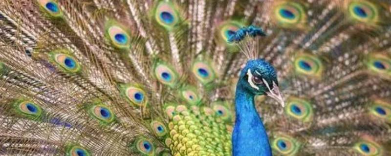 孔雀头上的三根毛叫什么（孔雀头顶上有三根毛吗）