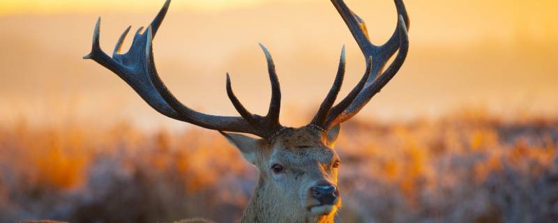 鹿怎么叫（长颈鹿怎么叫）