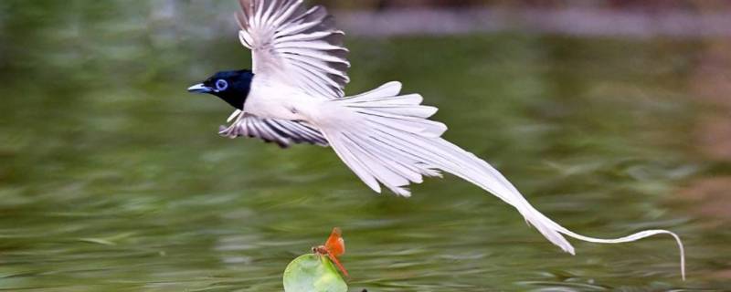 鸟的尾巴有什么作用（马的尾巴有什么作用）