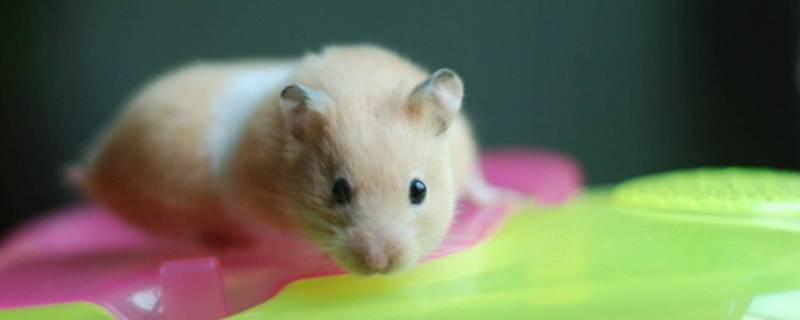 金丝熊会自己上厕所吗 金丝熊会去厕所吗