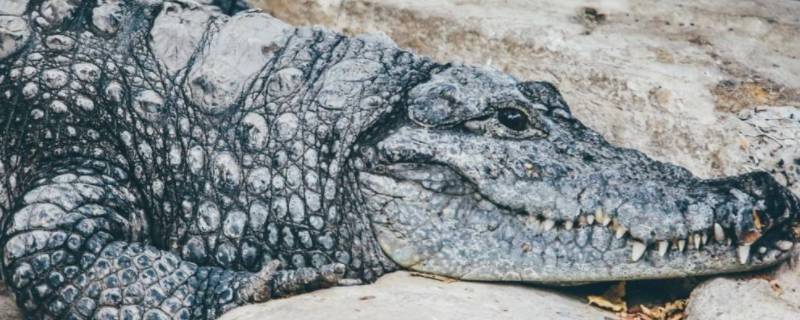 冷血动物和热血动物有什么区别 冷血动物和热血动物有什么区别吗