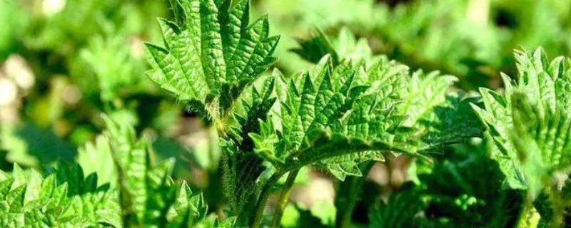 咬人草的特点 咬人草的特点阅读理解