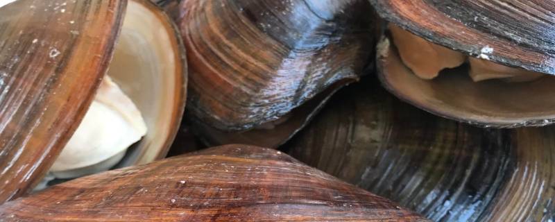 河蚌能净化水质吗（河蚌会净化水质吗）
