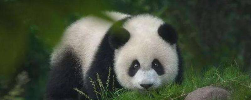 熊猫和熊是同一类吗 熊猫和熊有什么不同