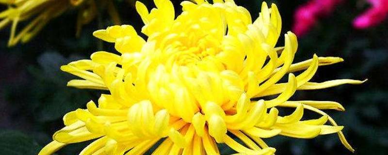 菊花有什么特点（菊花有什么特点?）