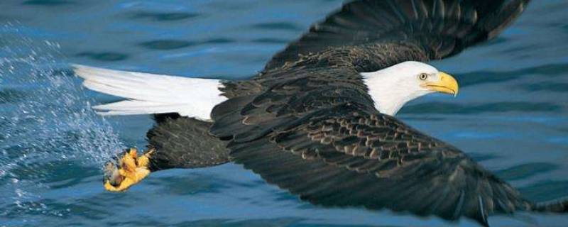 鹰的知识有哪些（鹰的百科知识）