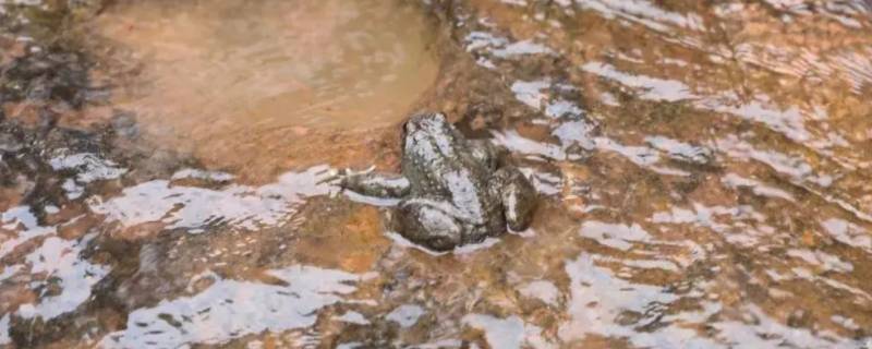 全身黑色的青蛙叫什么 黑色的像青蛙的是啥蛙