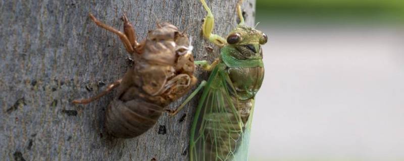 什么虫子在树上叫 有些什么虫子在树上叫