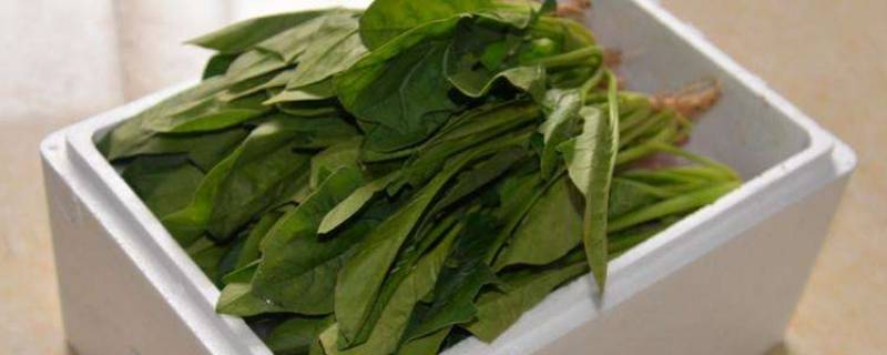 泡沫箱放蔬菜保鲜吗（新鲜蔬菜放泡沫箱能保鲜吗）