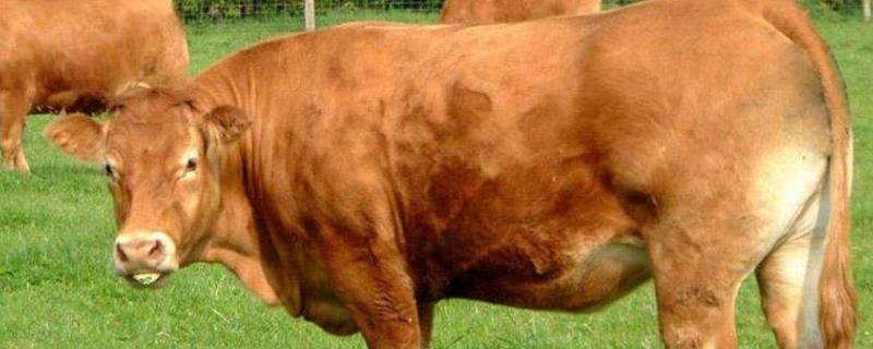 中国的牛象征着什么（牛在中国文化中的象征）