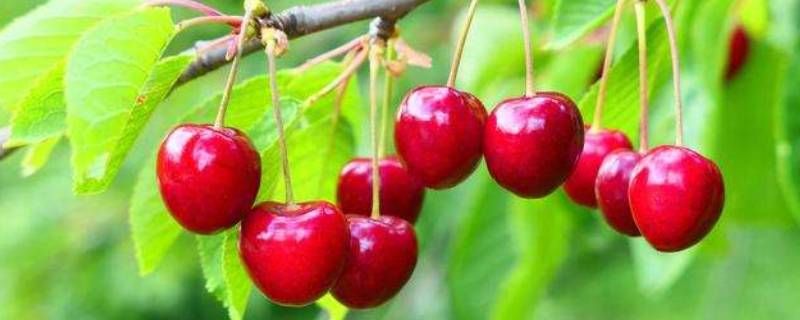 樱桃等级 樱桃等级划分标准