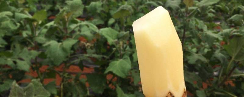 雪莲果是水果还是蔬菜（雪莲果算是水果吗）