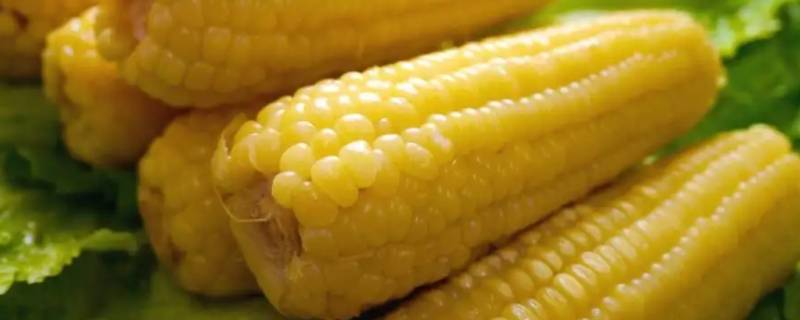 煮熟的玉米放冰箱保鲜可以放多久 煮熟的玉米放冰箱保鲜可以放多久呢