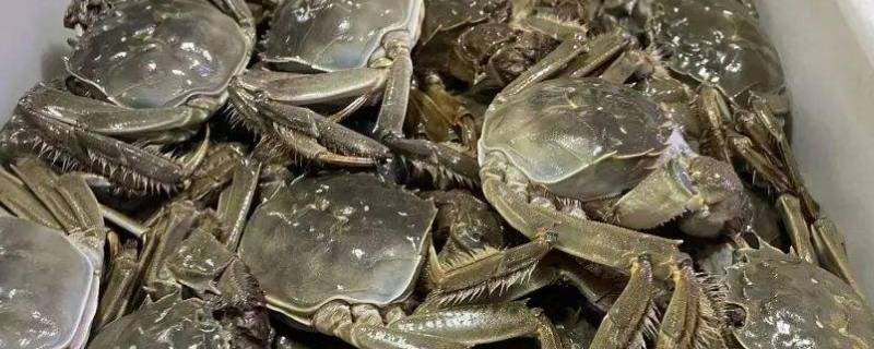 海蟹死了冷藏还是冷冻（海蟹死了放冷冻还是冷藏）