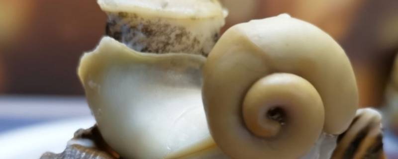 海螺怕不怕冻（海螺能不能冰冻）