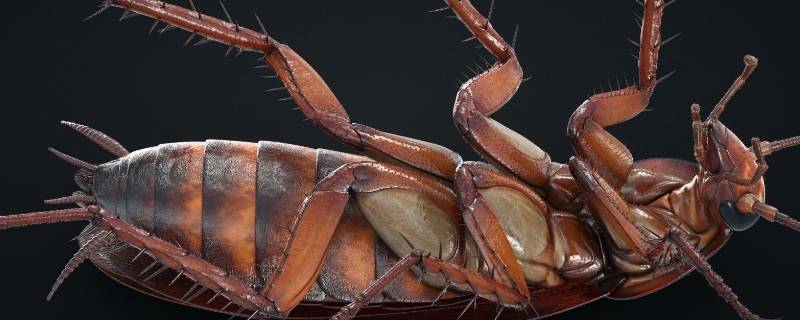 蟑螂会吃死蟑螂吗 蟑螂为什么会吃死蟑螂