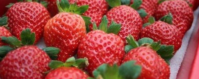 12月有草莓采摘吗 12月份有草莓摘吗
