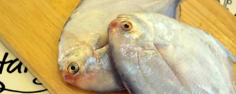 斗仓是什么鱼 斗昌是什么鱼