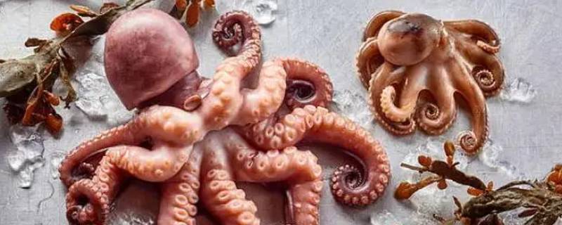 蛸是章鱼吗（这是什么章鱼）