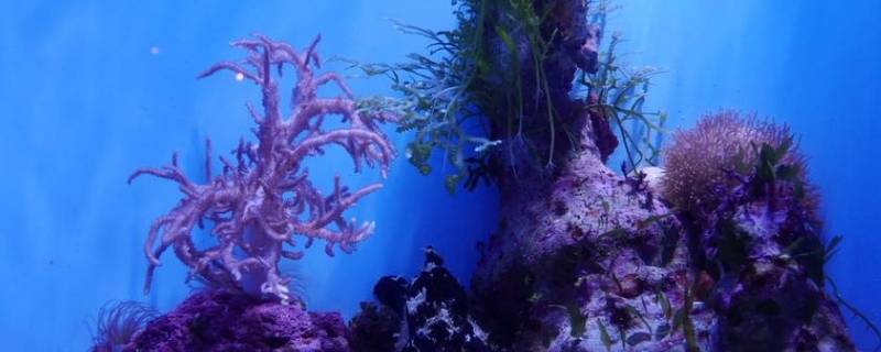 海葵和珊瑚有什么区别（海葵属于珊瑚吗）