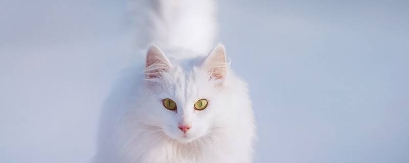 火车能不能托运宠物 火车能不能托运宠物怎么查