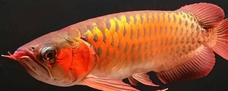 把嘴巴当作育婴房的鱼类有哪些（哪种鱼是从嘴巴里生出鱼宝宝）