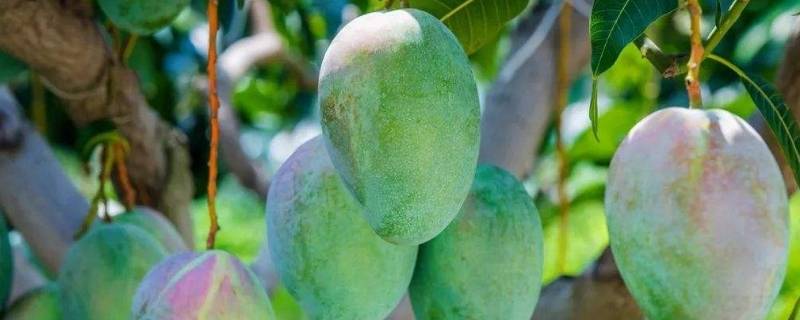 芒果蠕虫是什么 芒果蠕虫怎么传染的