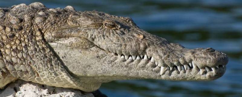 鳄鱼会淹死吗 鳄鱼放在海里会淹死吗