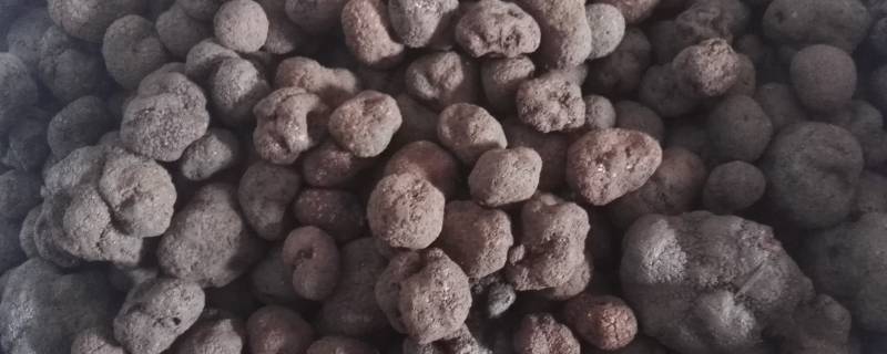 树底下怎样看出有松露 松露一般长在什么树下