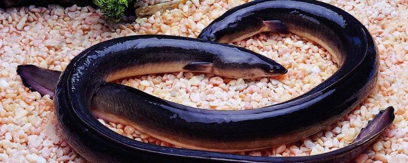 麻鱼又叫什么鱼（麻鱼是什么样子的）