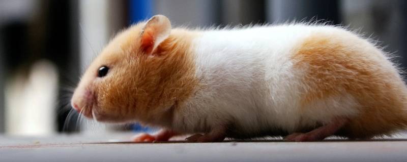 死老鼠的臭味用什么去除（死老鼠用什么东西可以除臭味）