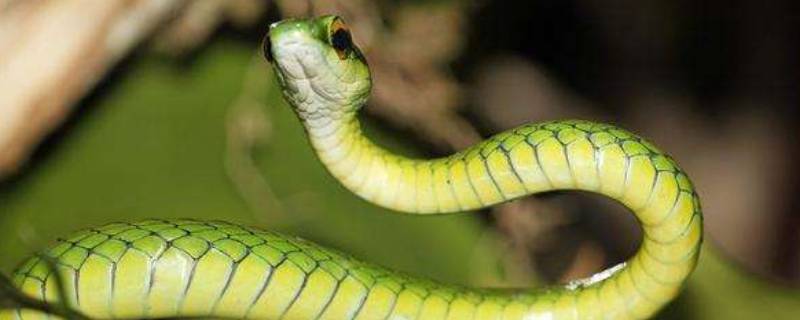 柳仙和常仙有什么区别 柳仙与常仙的区别