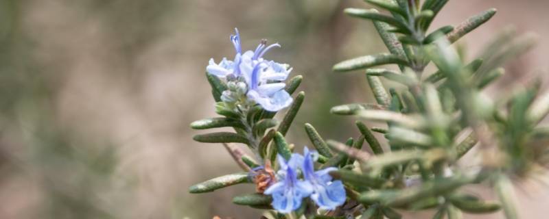 迷迭香可以用什么替换（迷迭香可以用什么替换明日方舟）