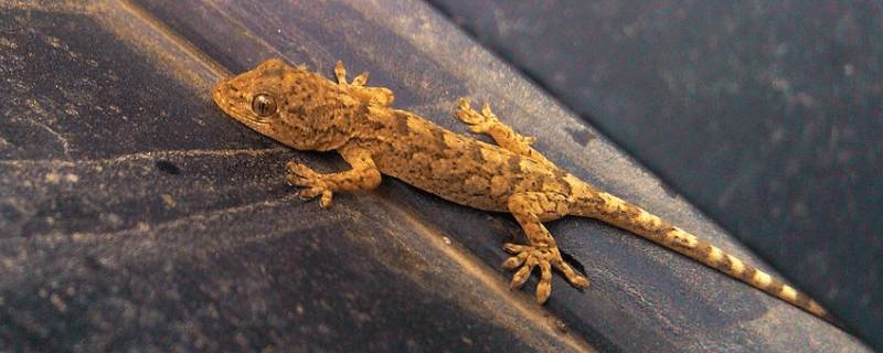 壁虎可以在水上漂浮吗（壁虎可以在水中生活吗）