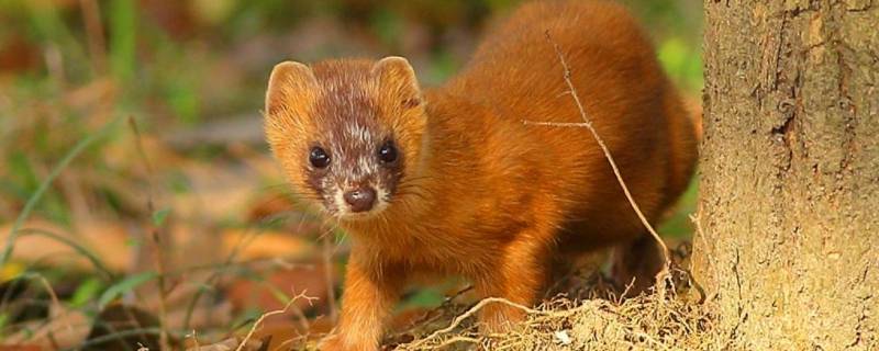 黄鼠狼为什么称为黄大仙（黄鼠狼被称为黄大仙）