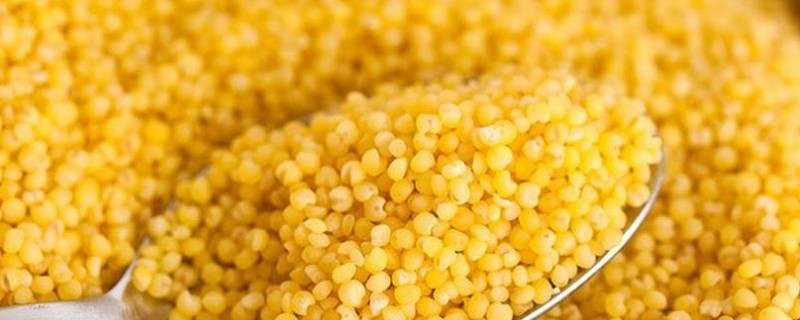 粟是什么粮食（粟指什么粮食）