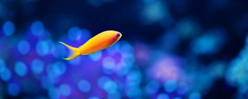 鱼为什么有腥味 罗非鱼为什么有腥味