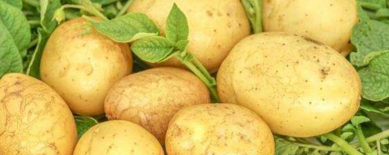 吉芬商品有哪些 吉芬商品有哪些特点