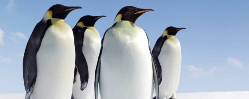企鹅吃什么（企鹅吃什么食物）